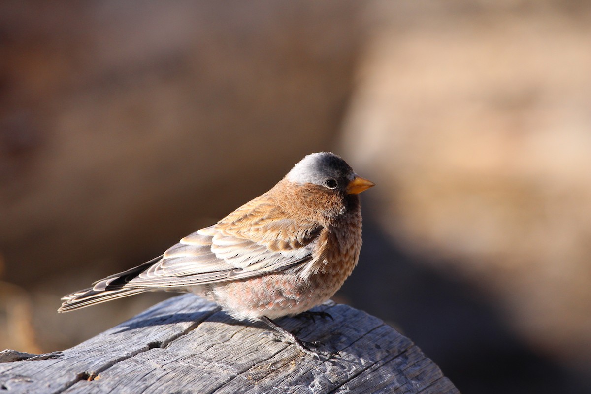 Gray-crowned Rosy-Finch - ML20719691