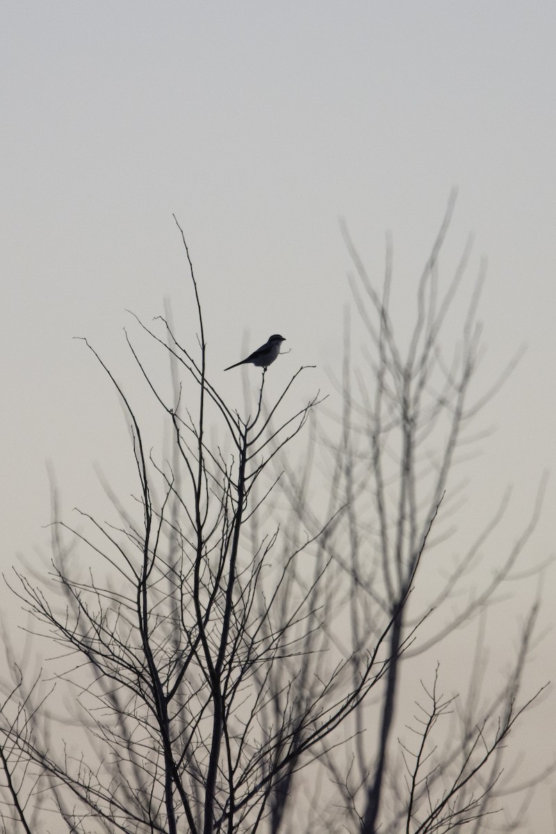 Northern Shrike - ML207196921