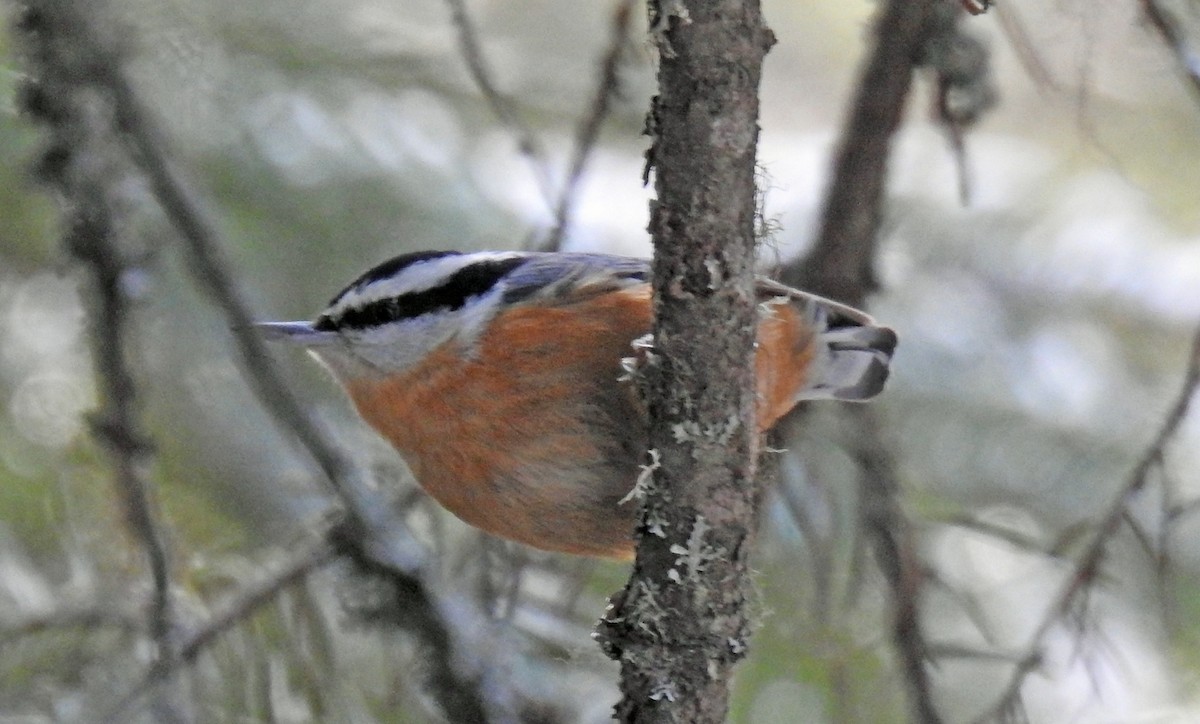 Red-breasted Nuthatch - ML207197041