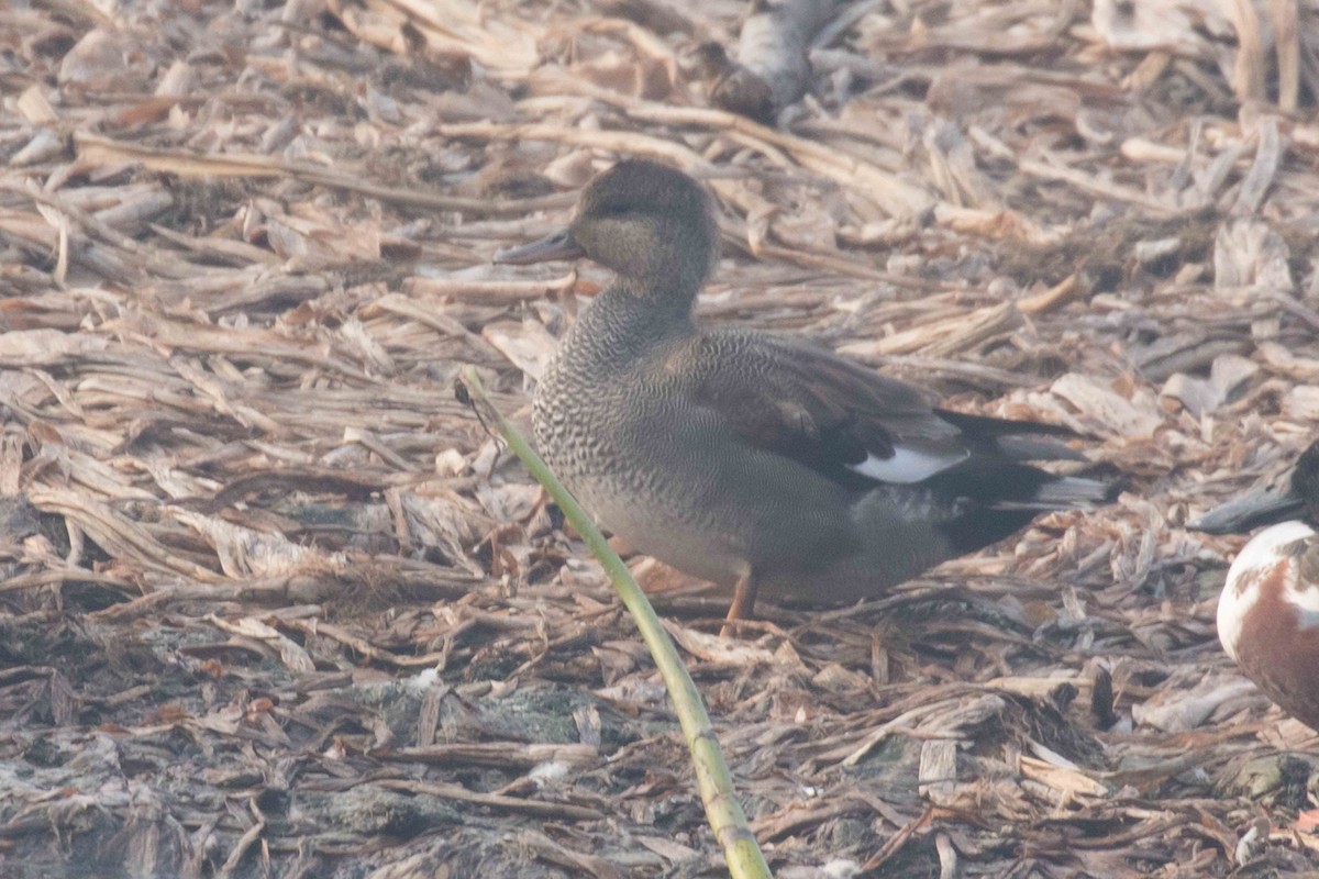 Gadwall - ML207197371