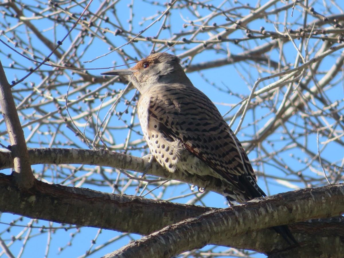 Northern Flicker - ML207198251