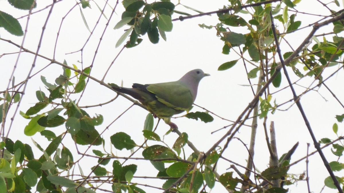 Pink-necked Green-Pigeon - ML207199261