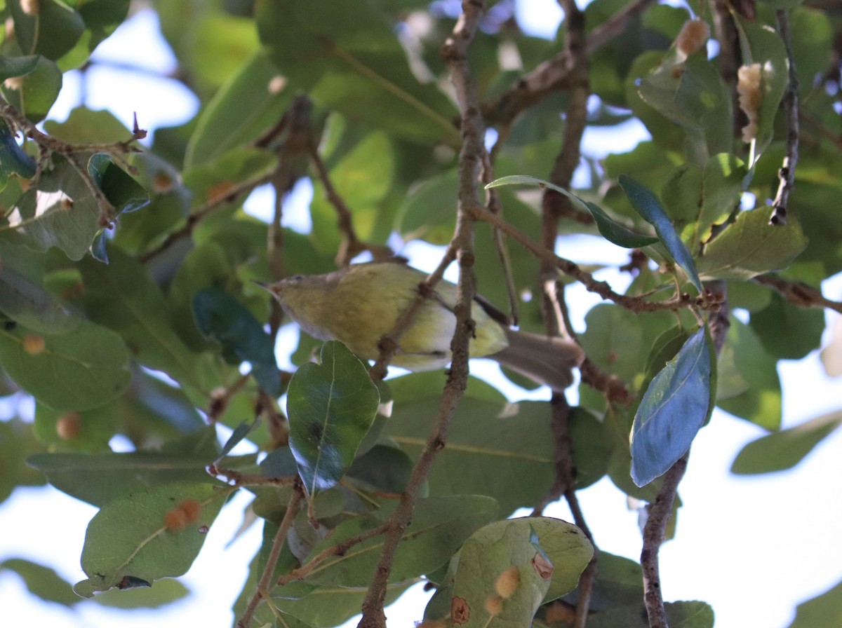Orange-crowned Warbler - ML207200301