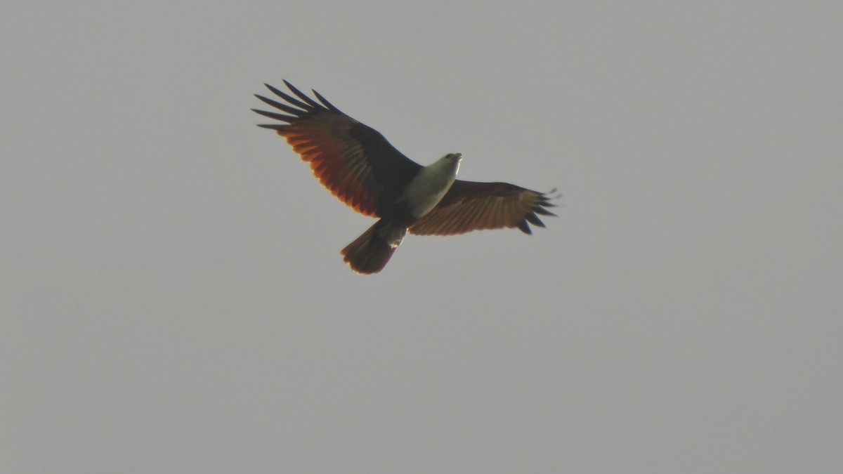 Brahminy Kite - ML207200531