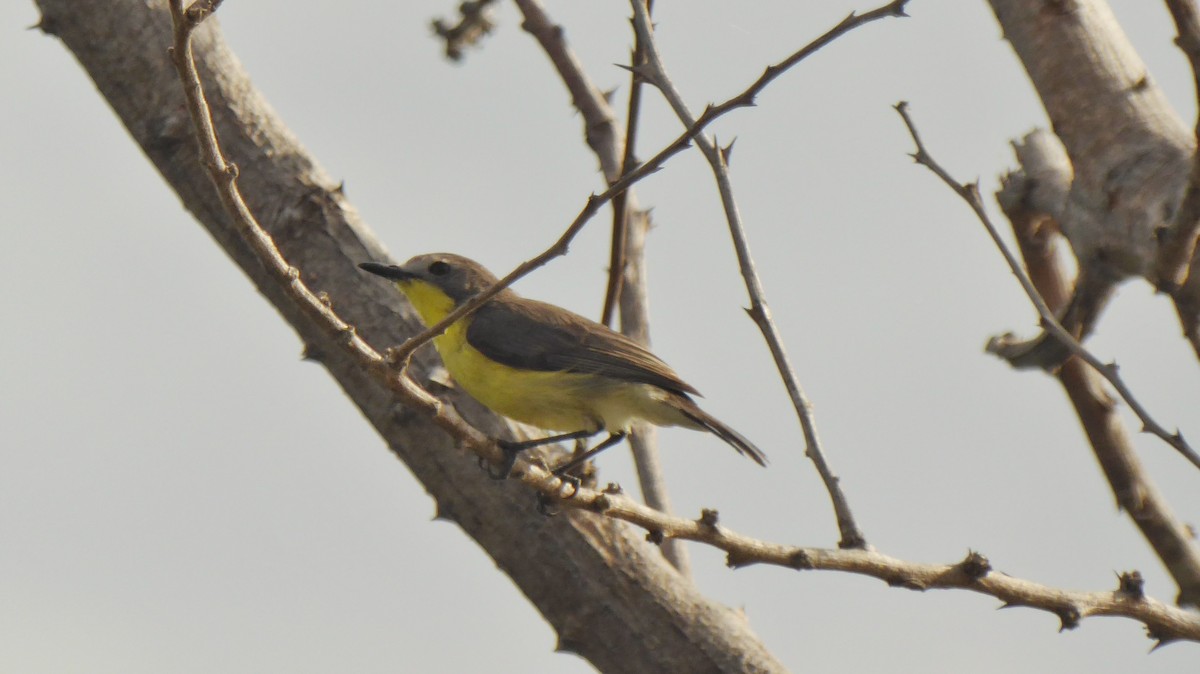 Golden-bellied Gerygone - ML207200761