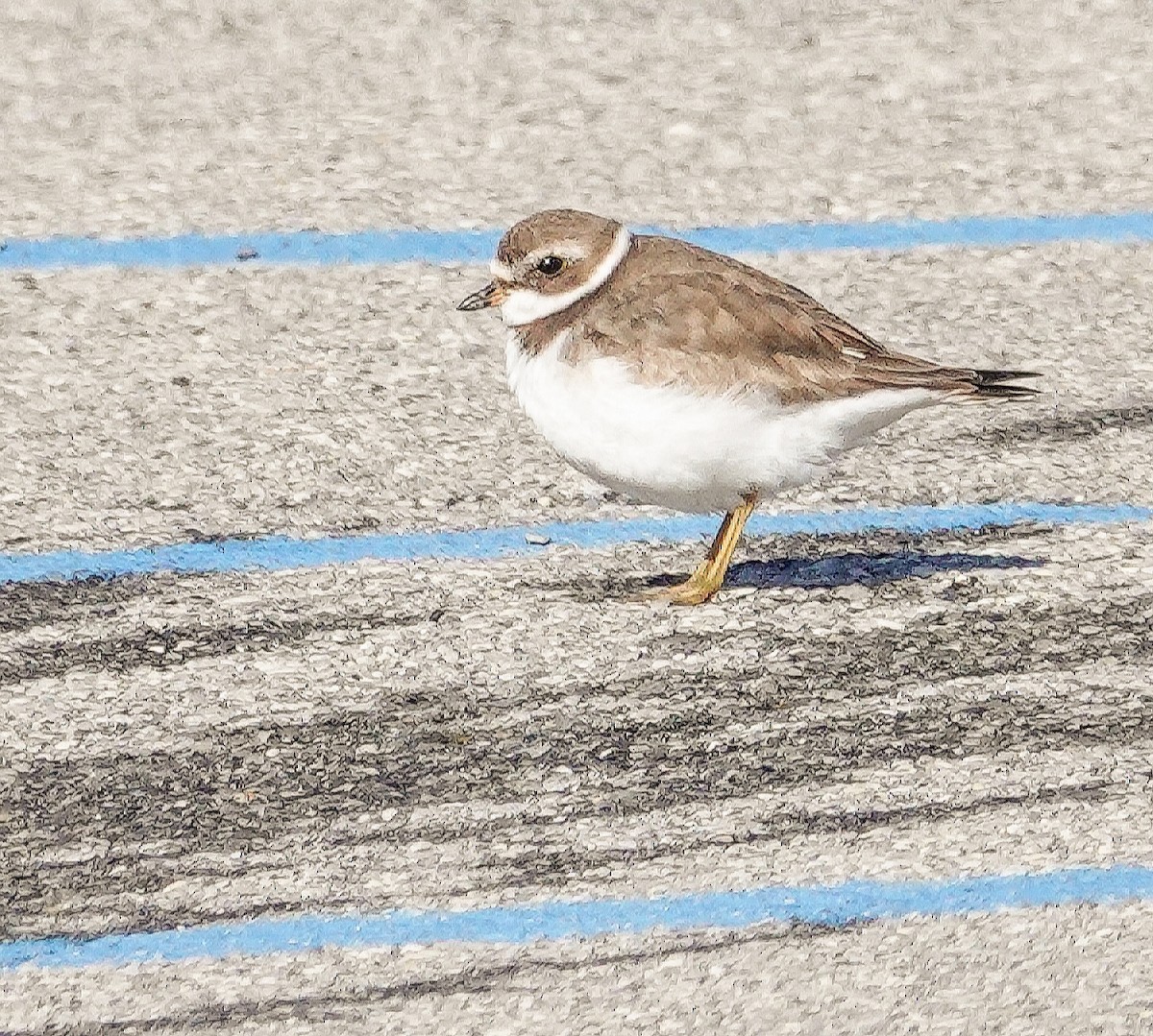 Semipalmated Plover - ML207202111