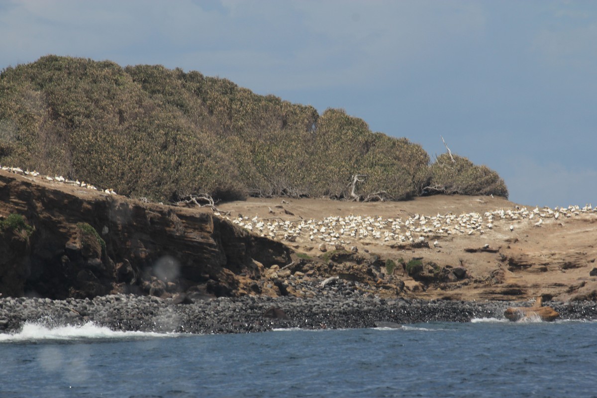 Australasian Gannet - Kathleen McEachern