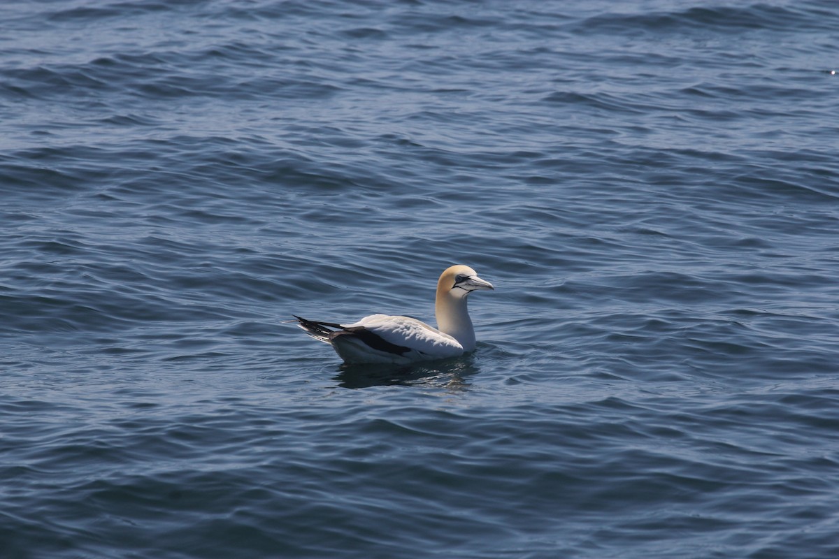 Australasian Gannet - ML207202281