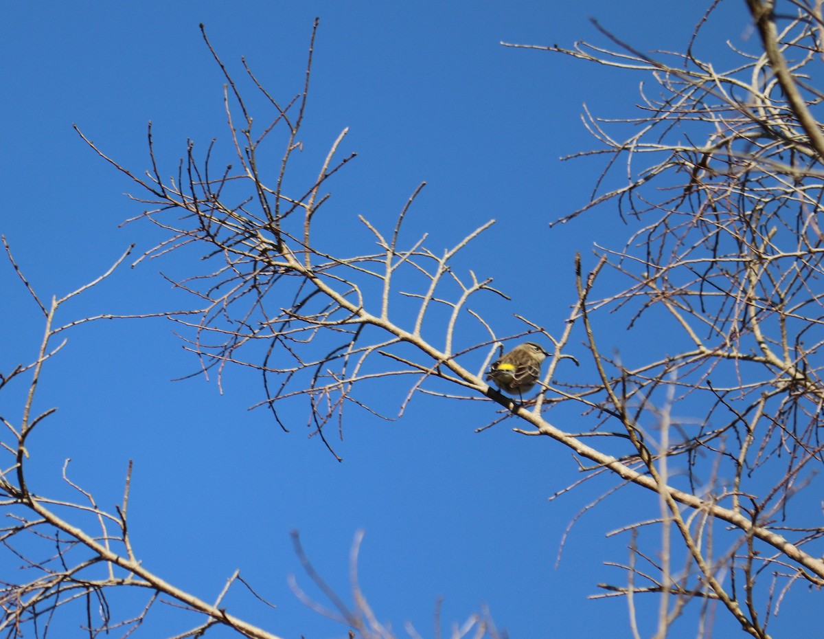 Yellow-rumped Warbler - ML207202861