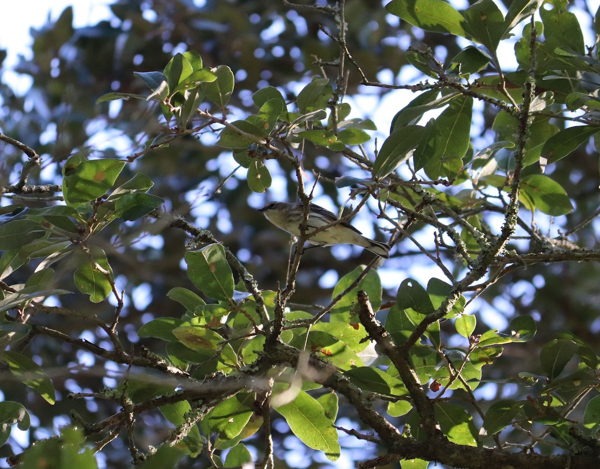 Yellow-rumped Warbler - ML207202881