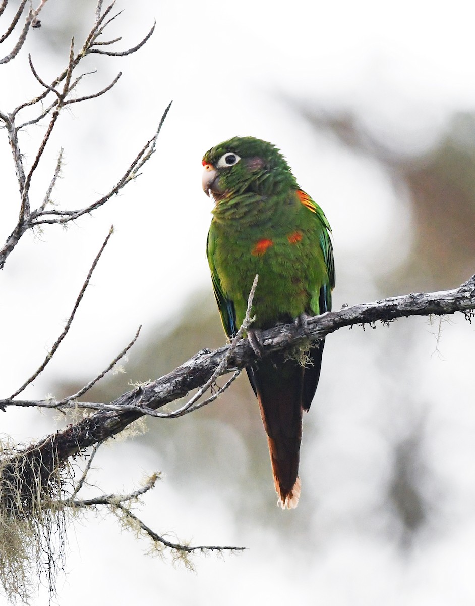 Santa Marta Parakeet - ML207204731