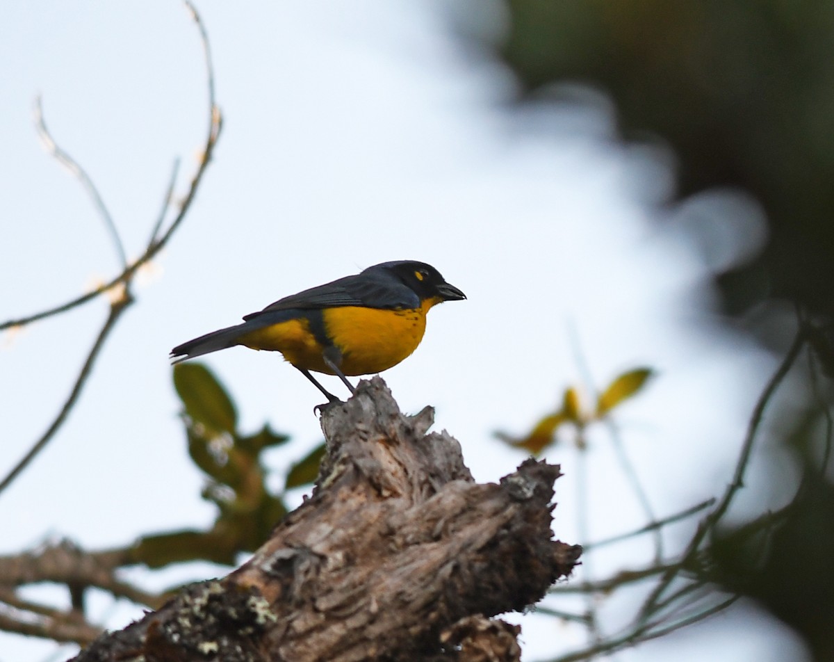 Black-cheeked Mountain Tanager - Joshua Vandermeulen