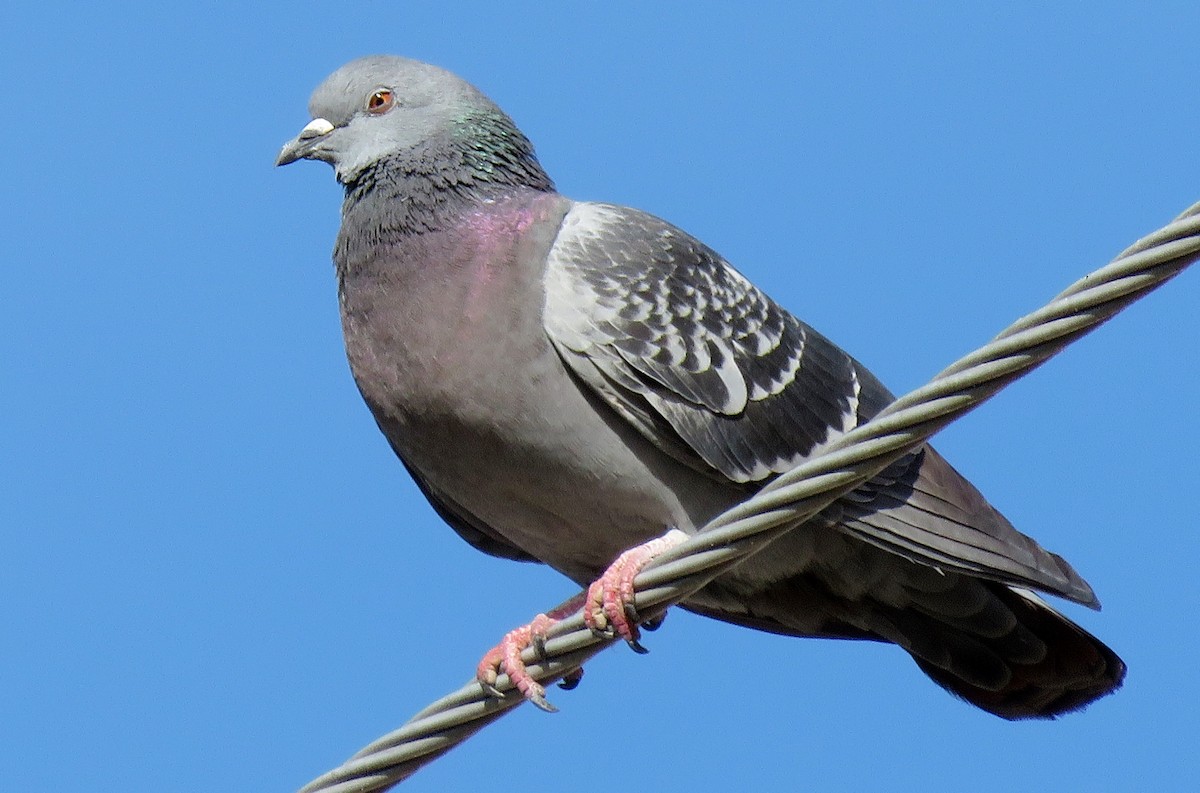 Rock Pigeon (Feral Pigeon) - Ricardo Barrios