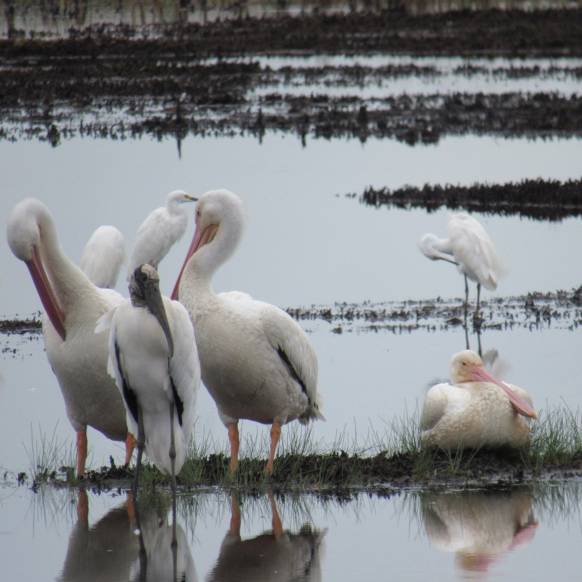 American White Pelican - Reymundo Chen