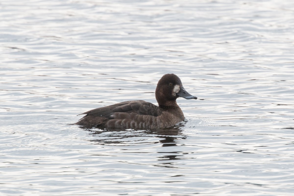 Lesser Scaup - ML207210241