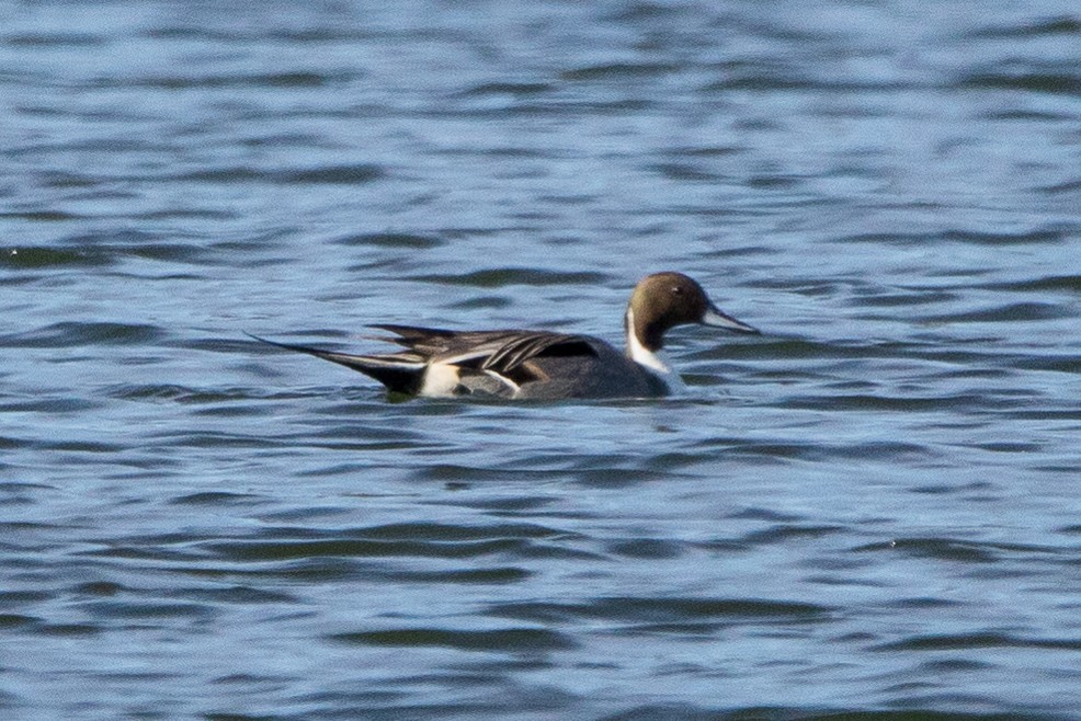 Northern Pintail - ML207210331