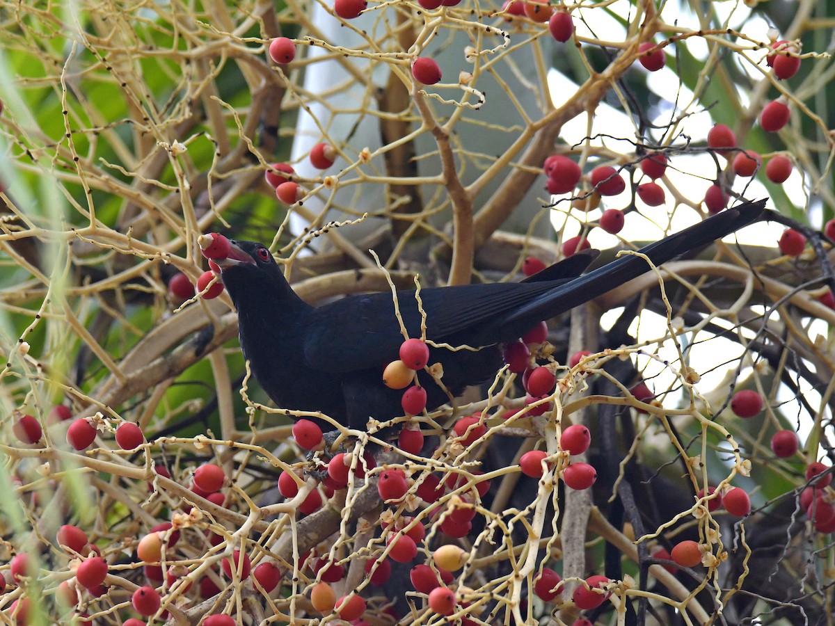 Pacific Koel - ML207210471