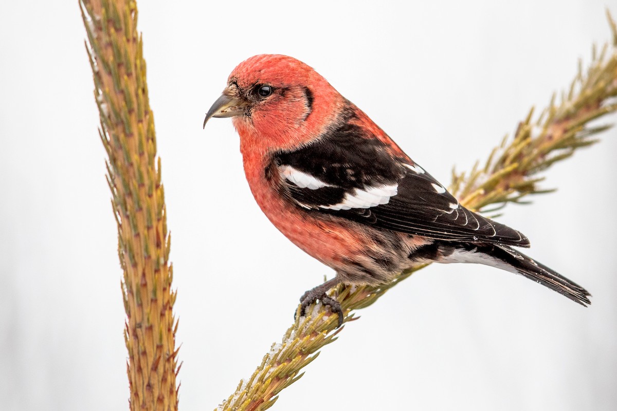 White-winged Crossbill - ML207212191