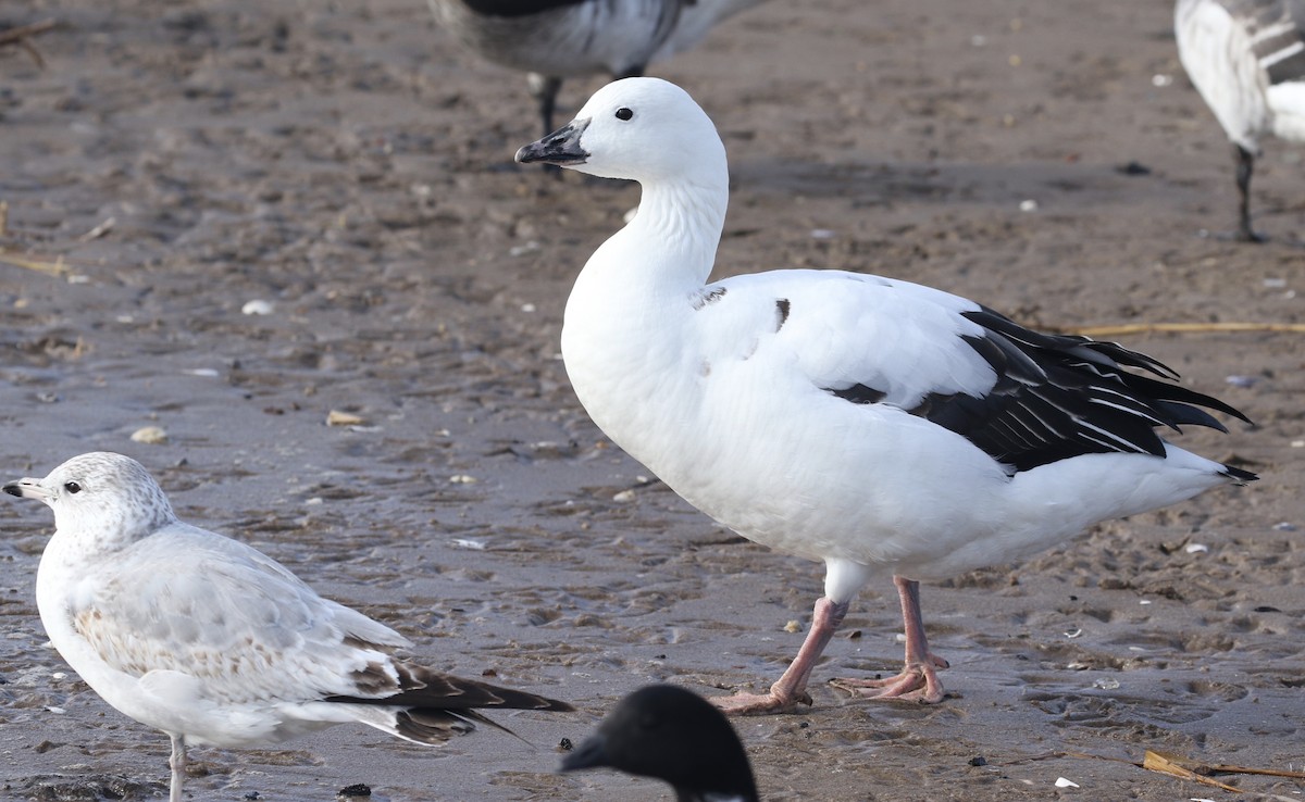 Snow Goose x Brant (hybrid) - Ryan Zucker