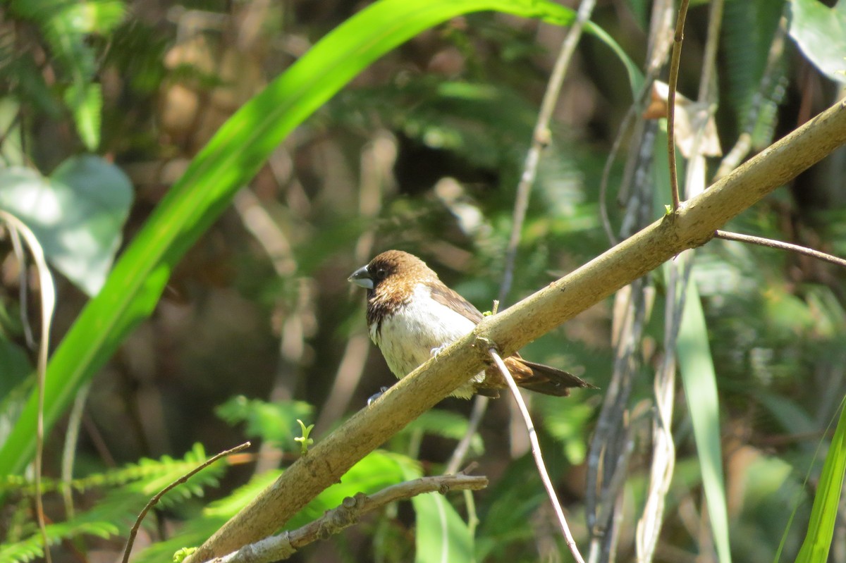 Scaly-breasted Munia - ML207213071