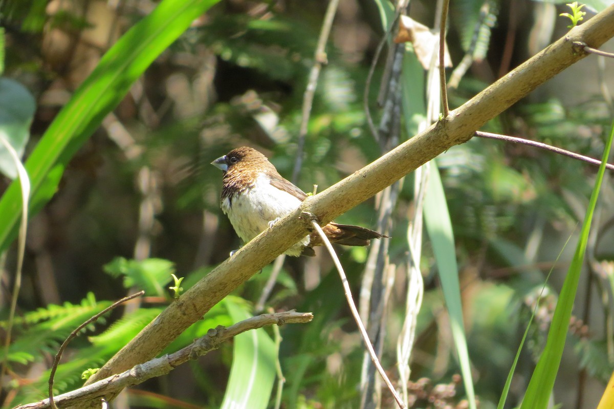 Scaly-breasted Munia - ML207213081