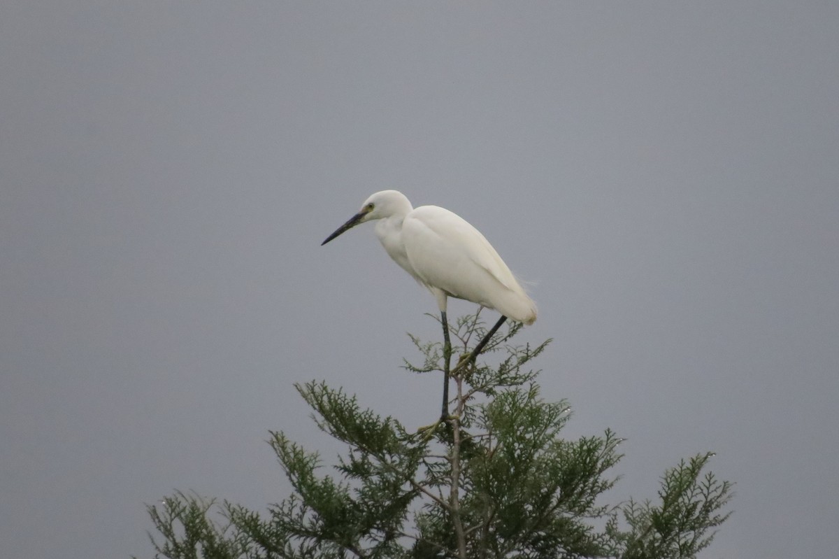 Little Egret - ML207213111