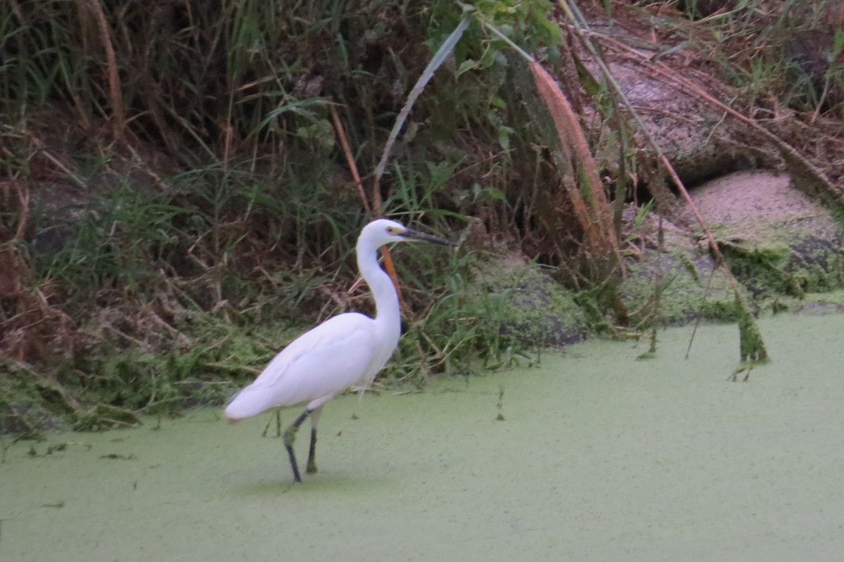 Little Egret - ML207213121