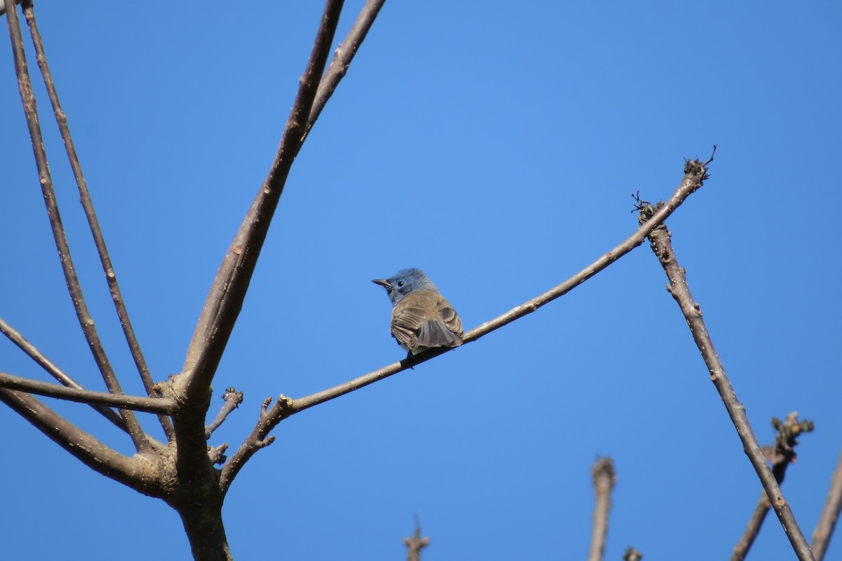 Black-naped Monarch - ML207213491