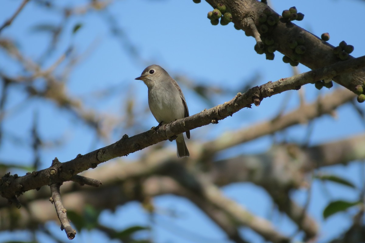 Asian Brown Flycatcher - ML207213521
