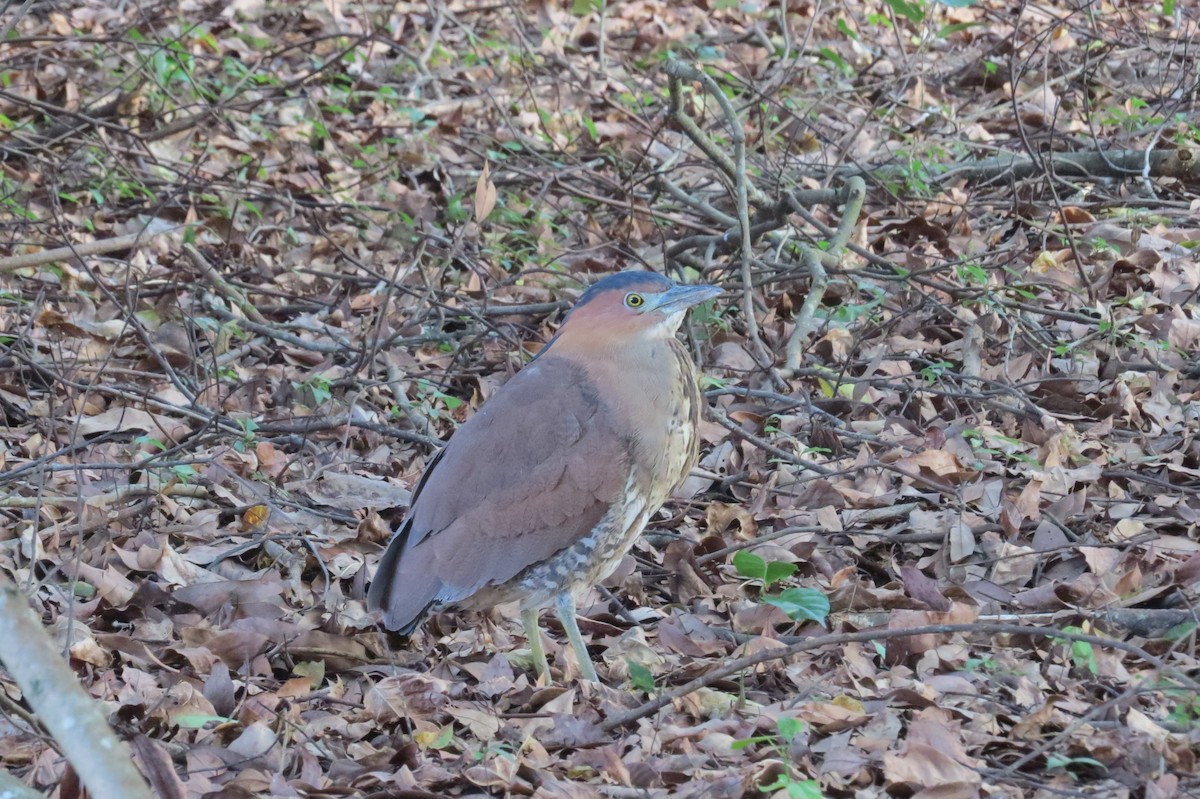 Malayan Night Heron - ML207213851