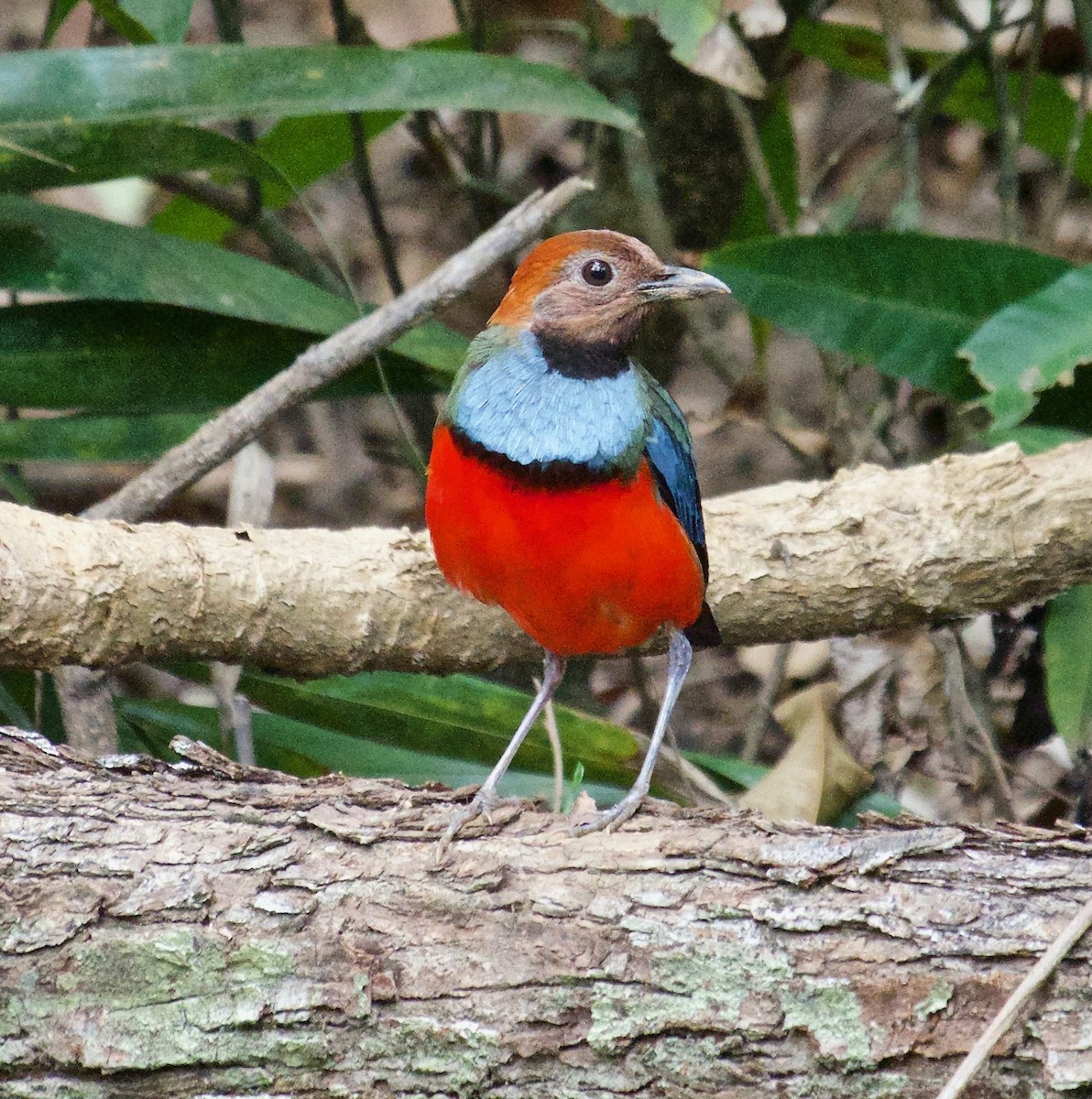 Papuan Pitta - ML207213881