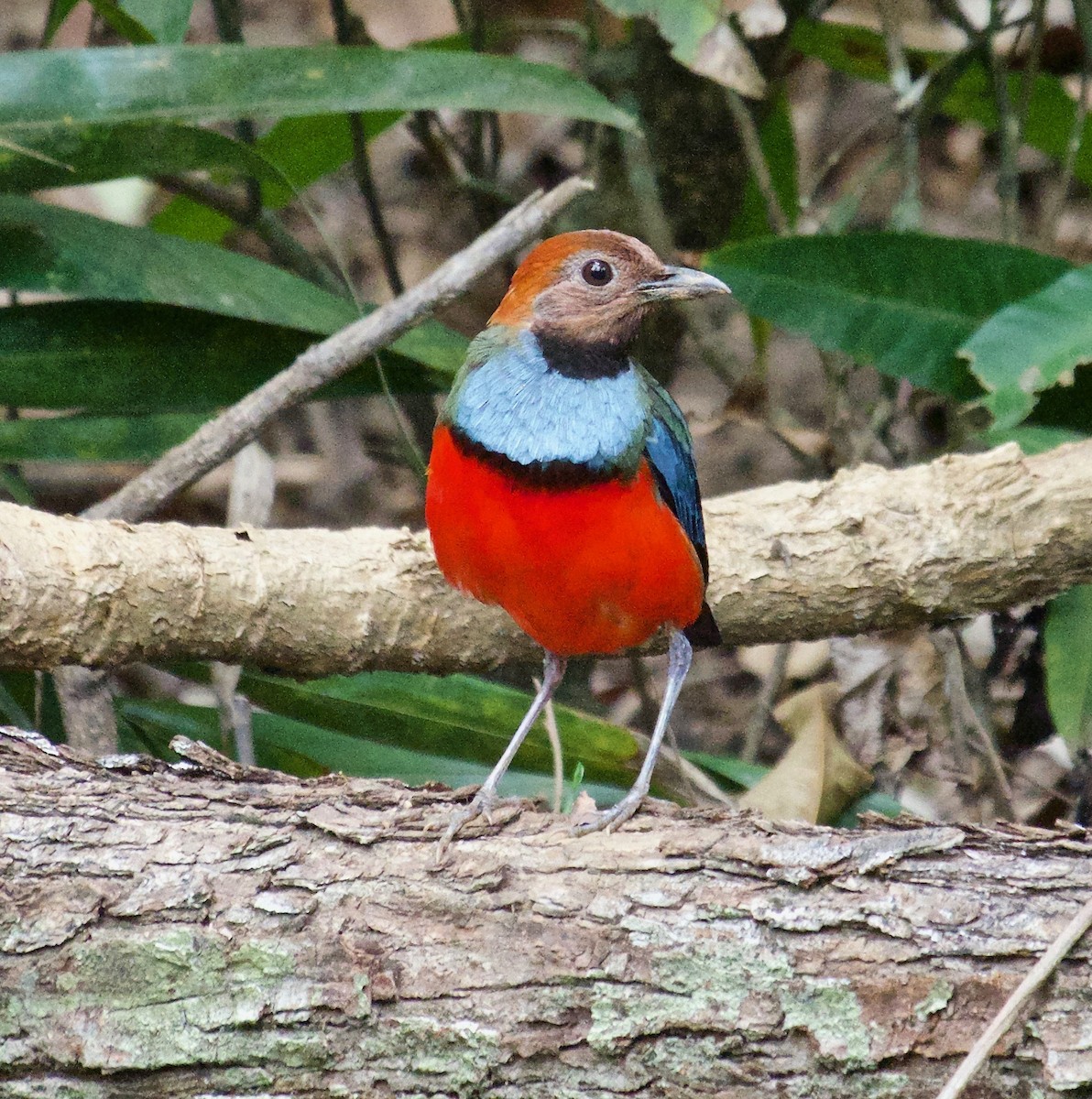 South Papuan Pitta - ML207213881