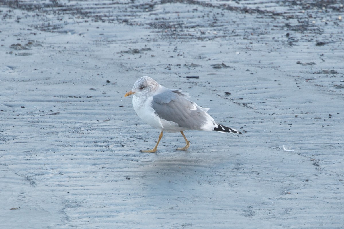 Common Gull (Kamchatka) - ML207214681