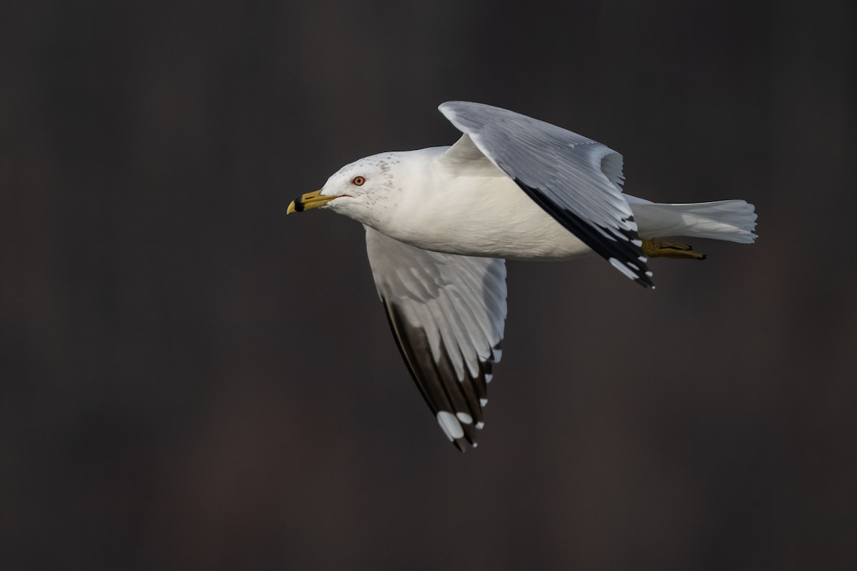 Ring-billed Gull - Ryan Sanderson