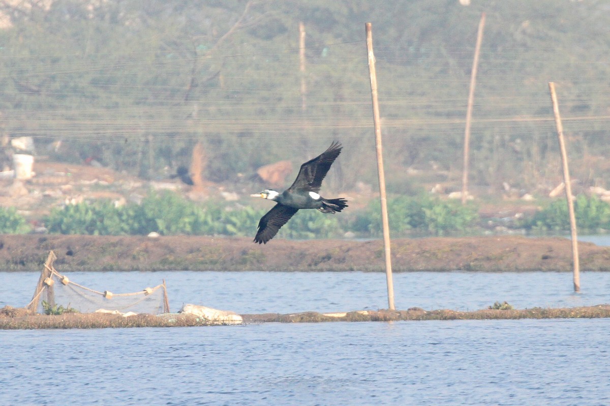 Great Cormorant - Geoffrey A. Williamson