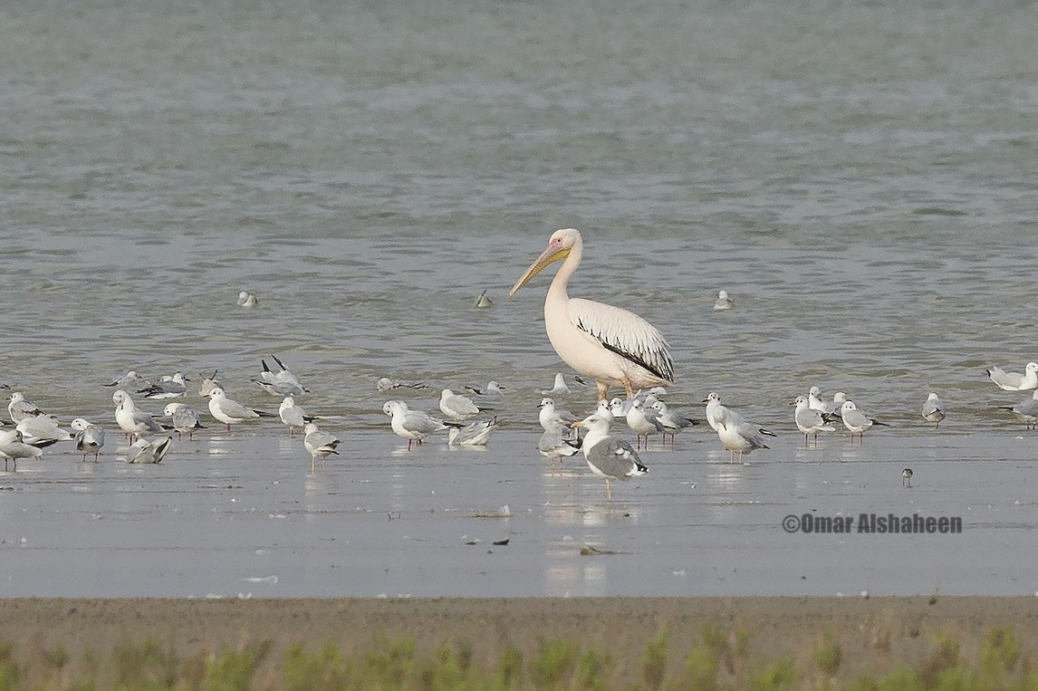 Great White Pelican - Omar alshaheen