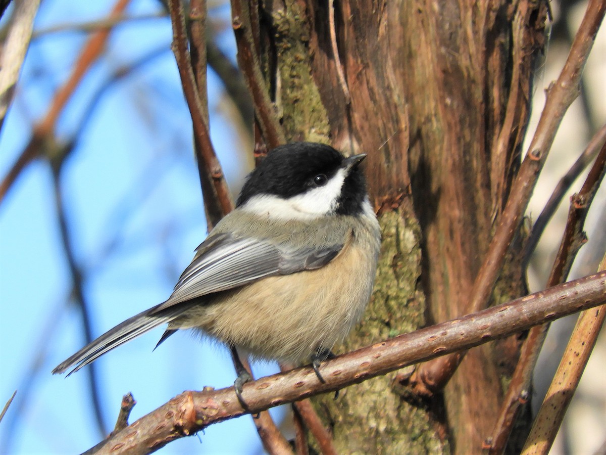 Black-capped Chickadee - Cliff Cordy