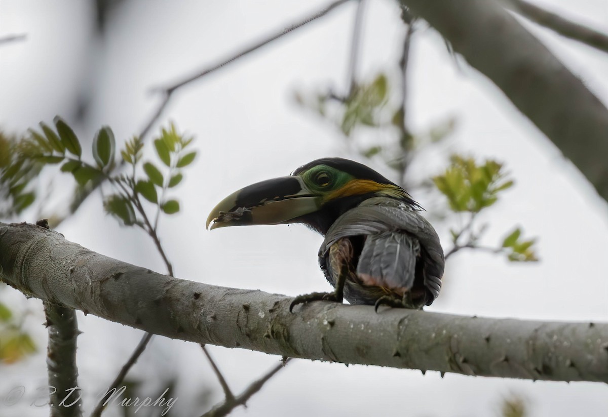 Toucanet de Gould - ML207219471