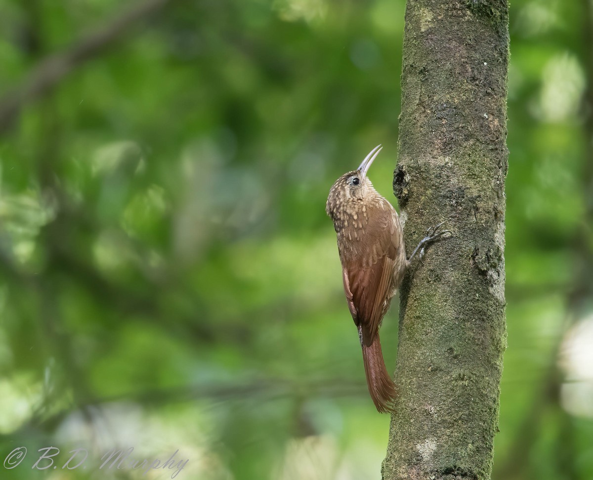 Ceara Woodcreeper - Brad Murphy