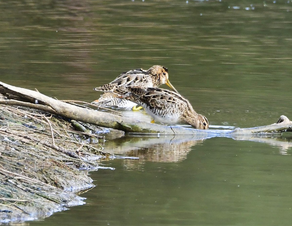 Latham's Snipe - ML207220311