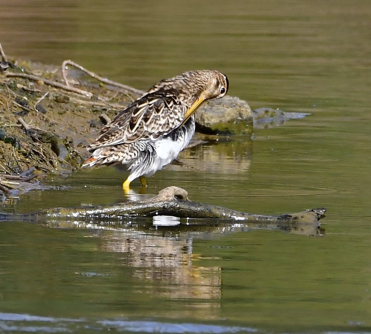 Latham's Snipe - ML207220321