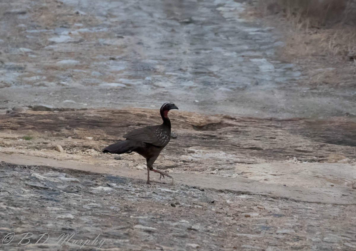 White-browed Guan - ML207220351