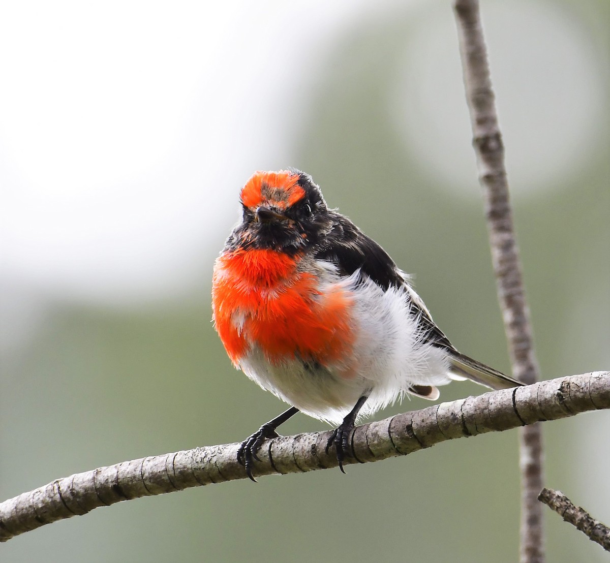 Red-capped Robin - ML207220541