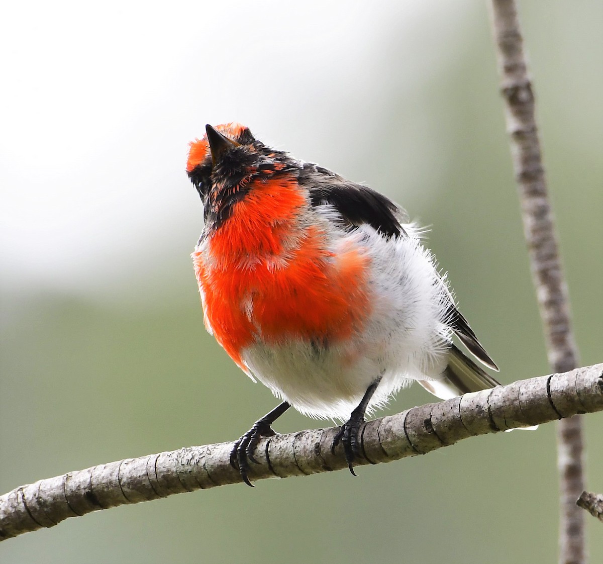 Red-capped Robin - ML207220561