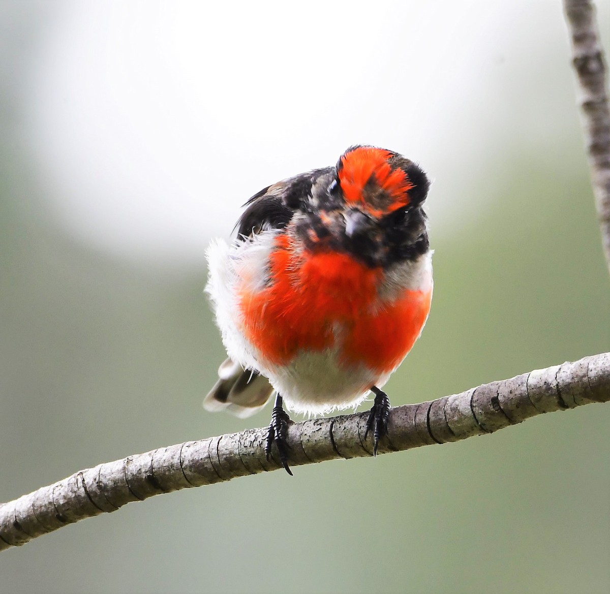 Red-capped Robin - ML207220581