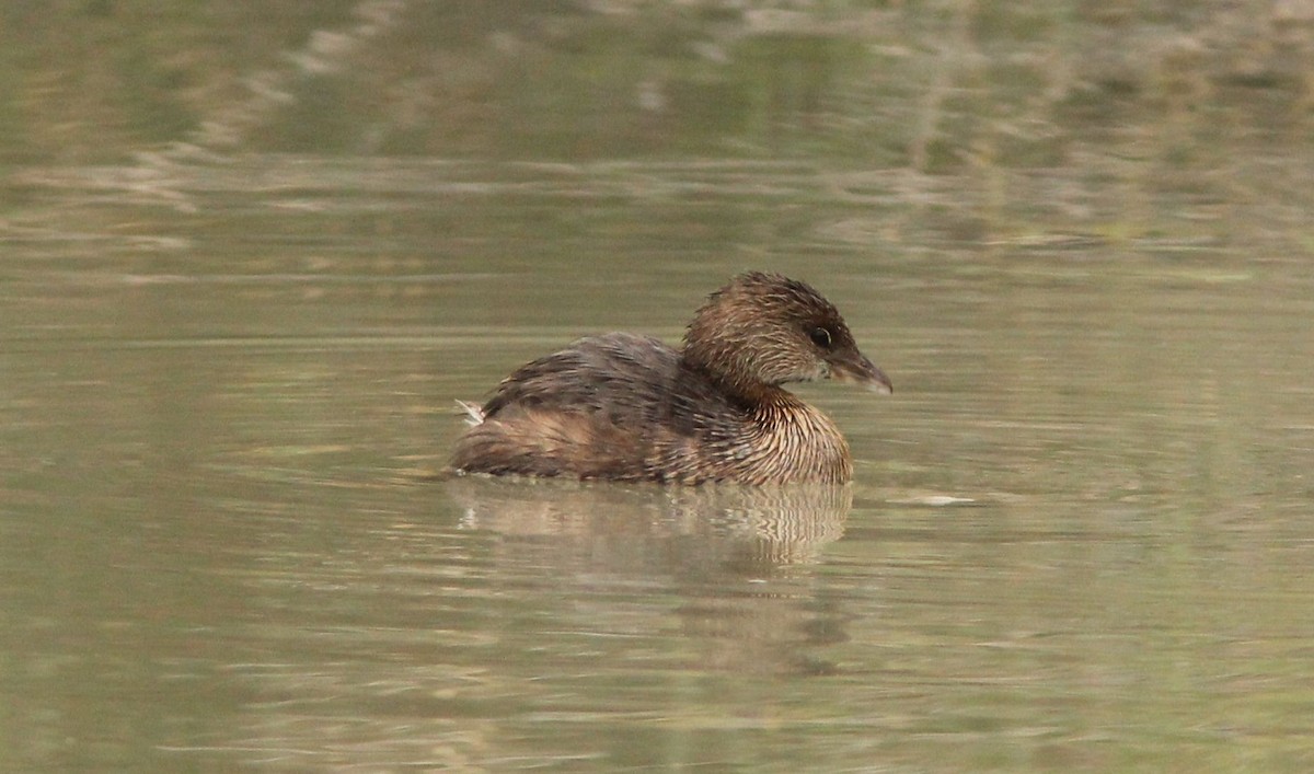 Pied-billed Grebe - Caleb Putnam