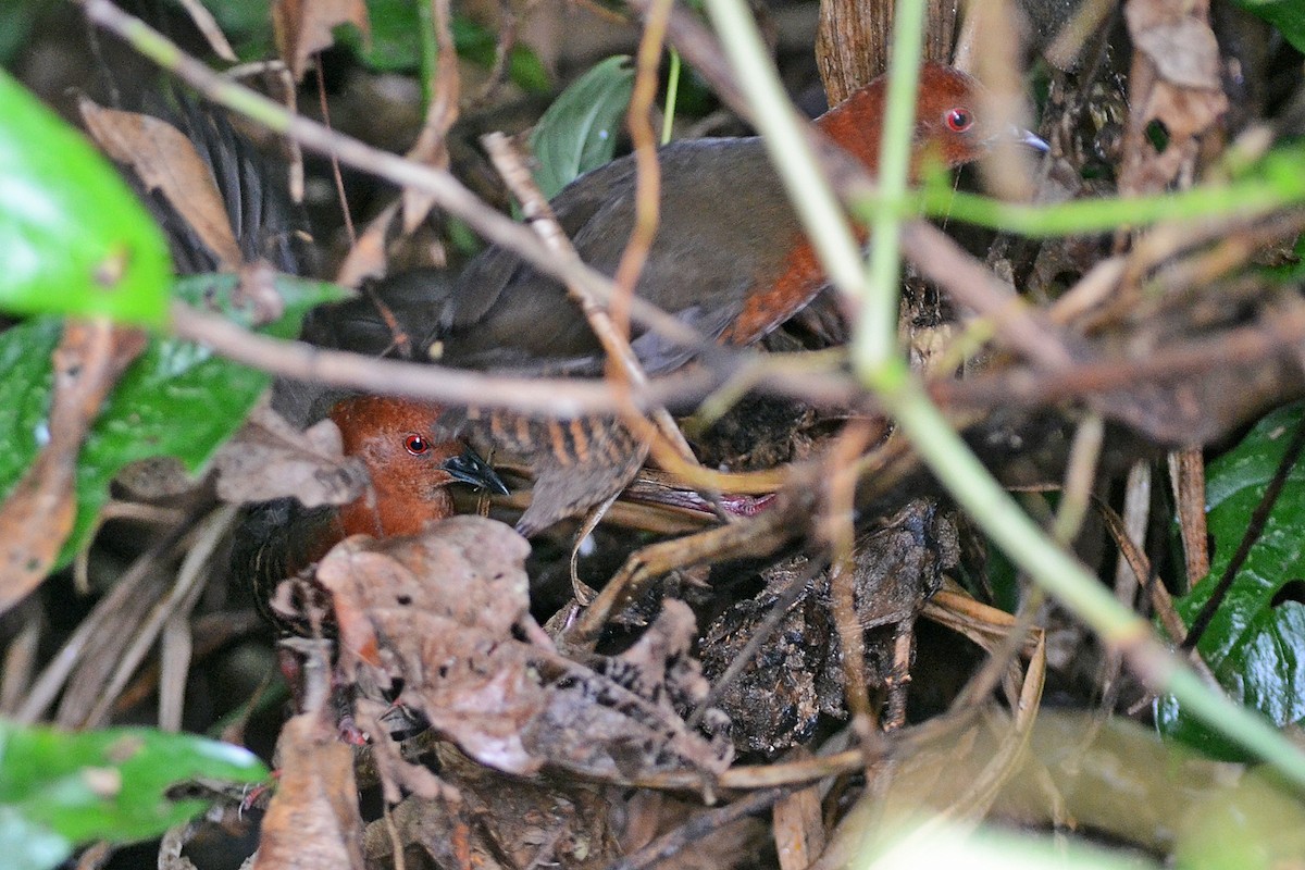 Black-banded Crake - ML207223741