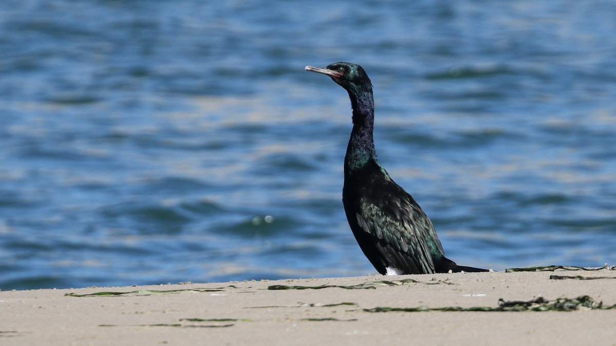 Pelagic Cormorant - ML207224651