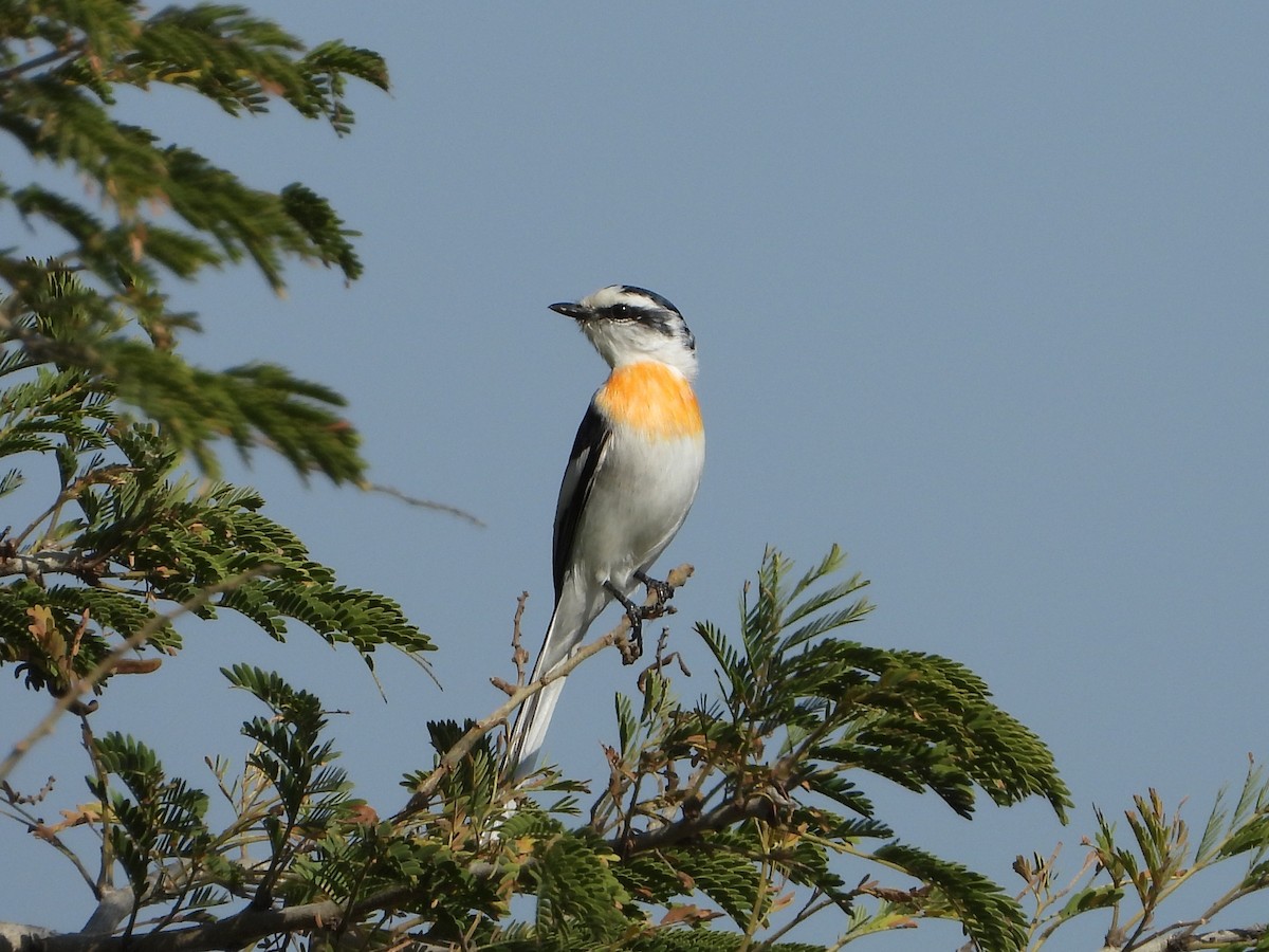 Jerdon's Minivet - ML207229331