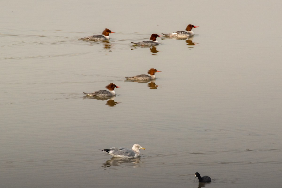 Common Merganser - ML207230151